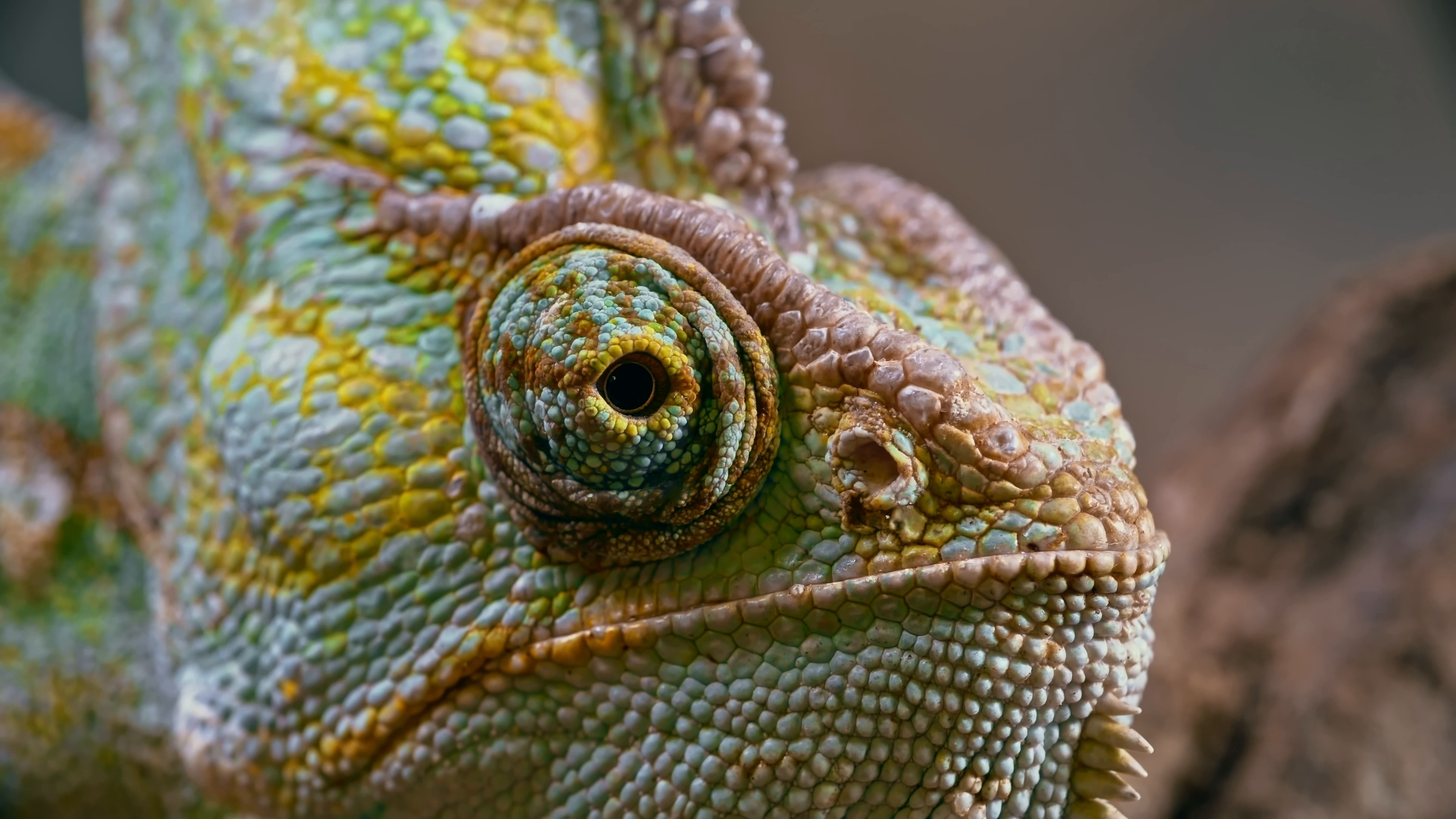 Chameleon Reptile