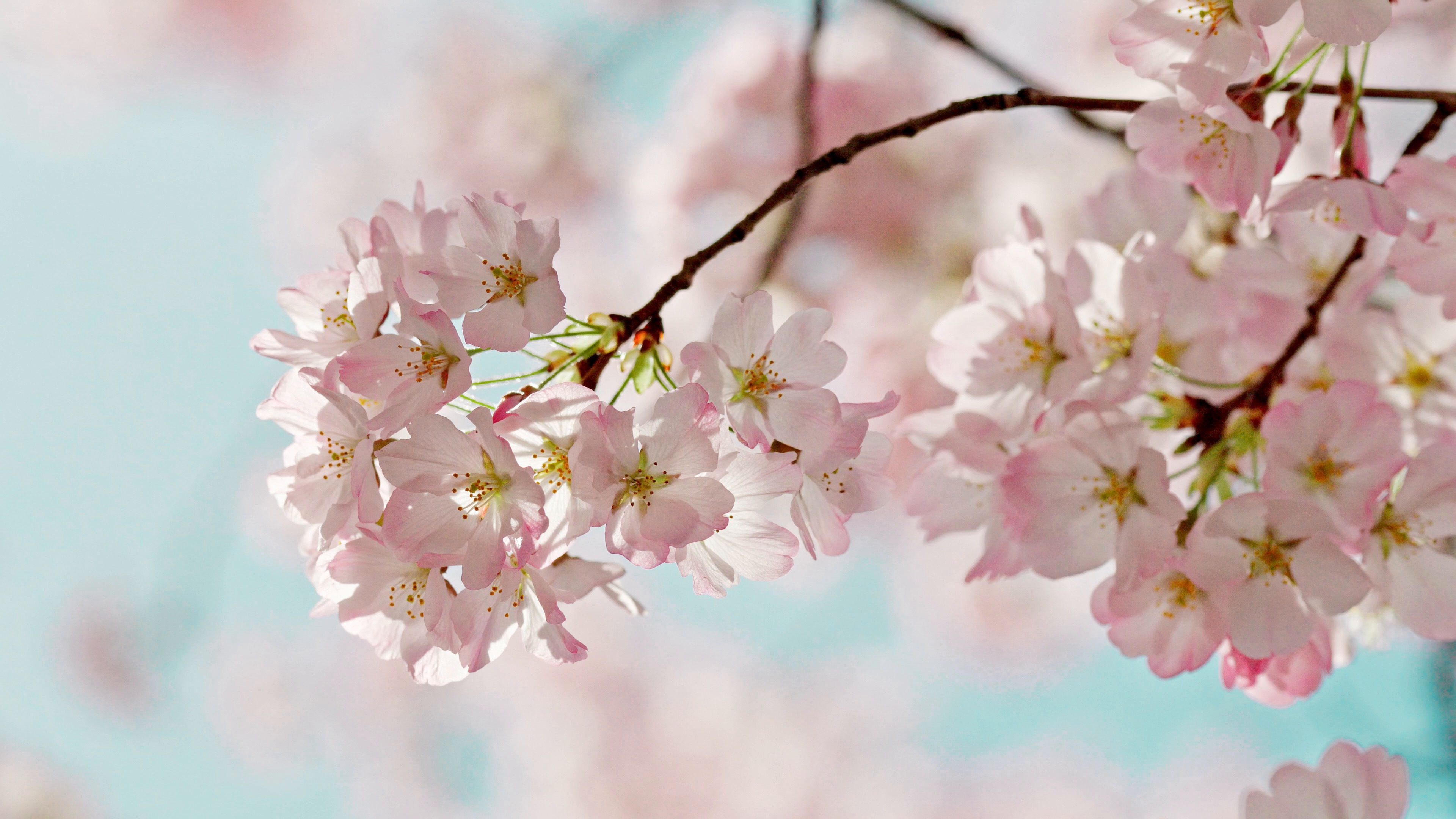 Flowers Spring