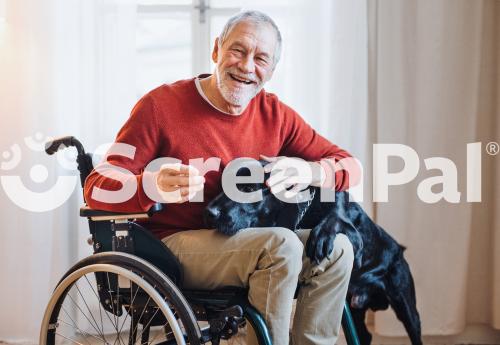 A Disabled Senior Man In Wheelchair Indoors Playing With A Pet Dog At Home