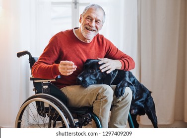 A Disabled Senior Man In Wheelchair Indoors Playing With A Pet Dog At Home