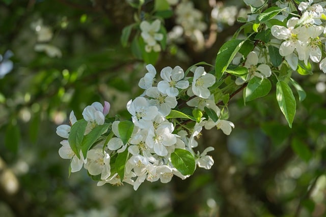 Apple Blossoms