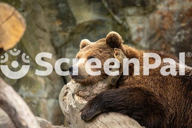 Bear Grizzly Animal Fauna Zoo