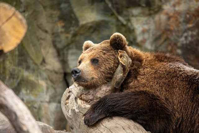 Bear Grizzly Animal Fauna Zoo