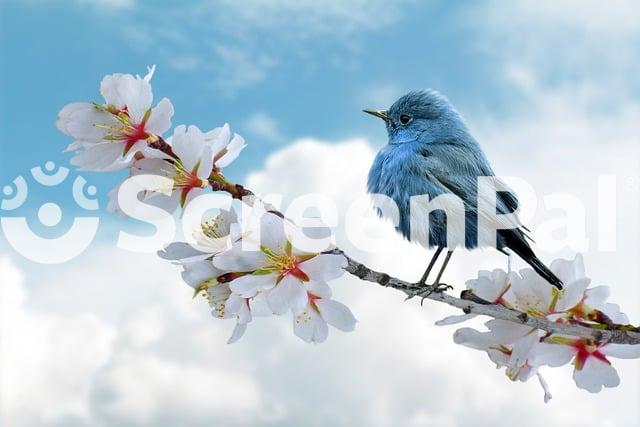 Bird Blue Clouds Weather Pen