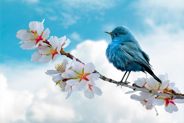 Bird Blue Clouds Weather Pen