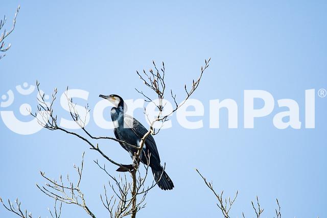 Bird Great Cormorant Ornithology