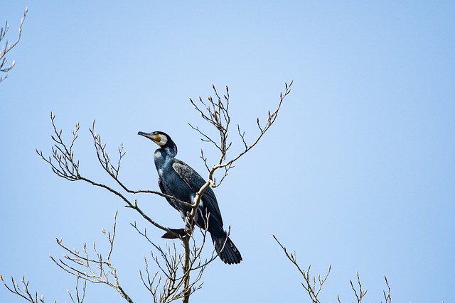 Bird Great Cormorant Ornithology