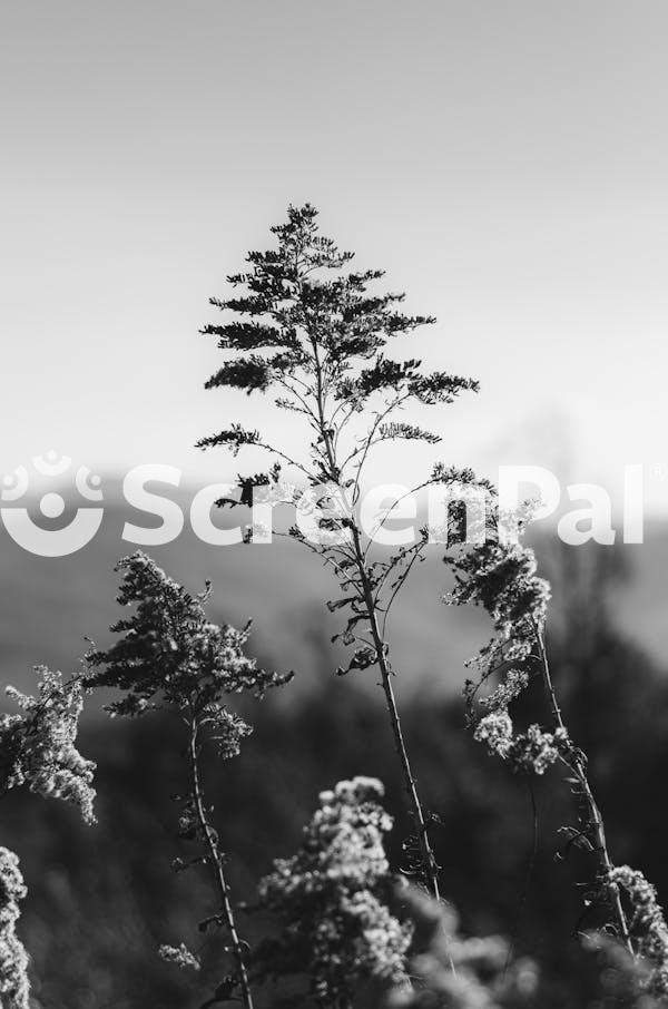 Black And White Nature Photography Of Plants