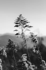 Black And White Nature Photography Of Plants