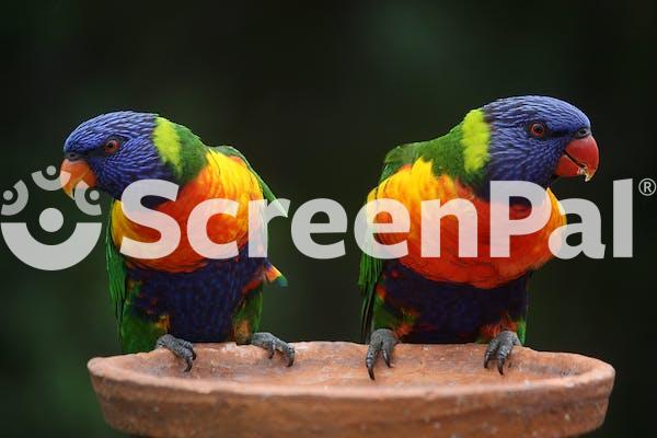 Blue Geeen And Orange Parrot