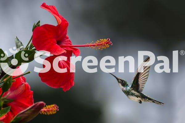 Brown Hummingbird Selective Focus Photography