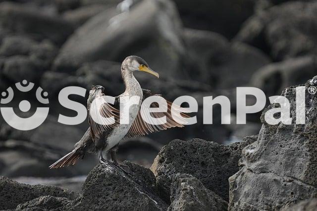 Cormorant Bird Feathers Wings Wild