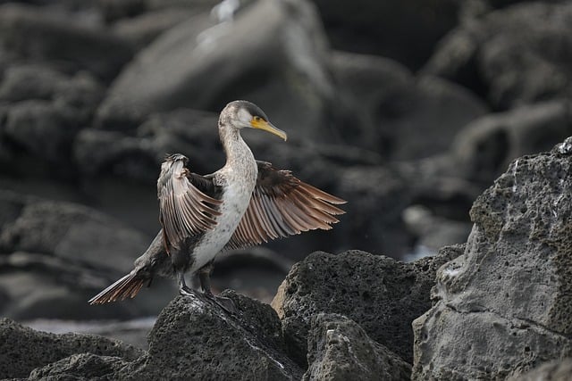 Cormorant Bird Feathers Wings Wild
