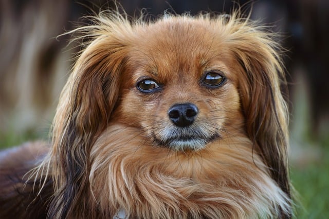 Dog Domestic Animal Nature