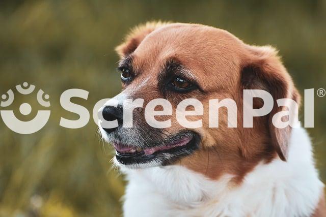 Dog Mixed Breed Domestic Animal