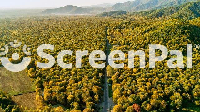 Forest Landscape Nature Aerial