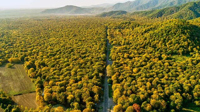 Forest Landscape Nature Aerial