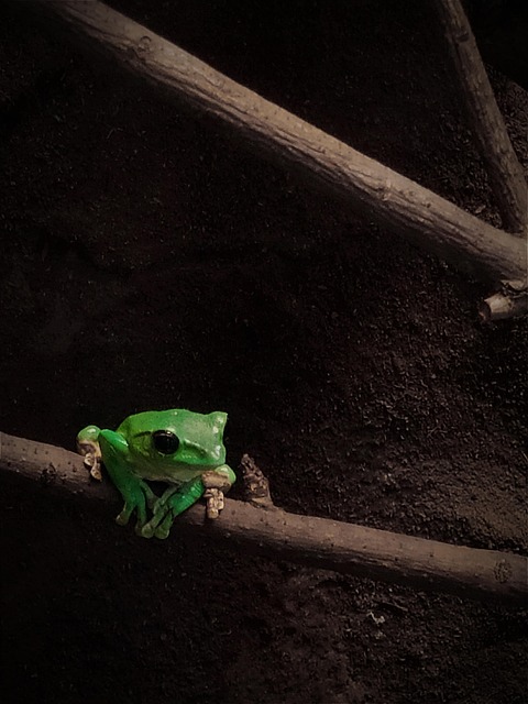Frog Nature Animal Amphibian Toad
