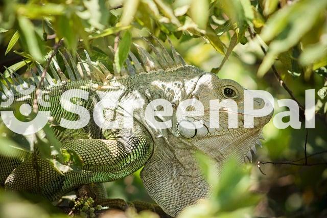 Iguana Reptile Scales Animal Fauna