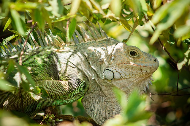 Iguana Reptile Scales Animal Fauna