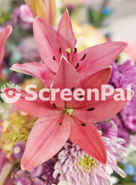 Lilies Stamen Petals Buds