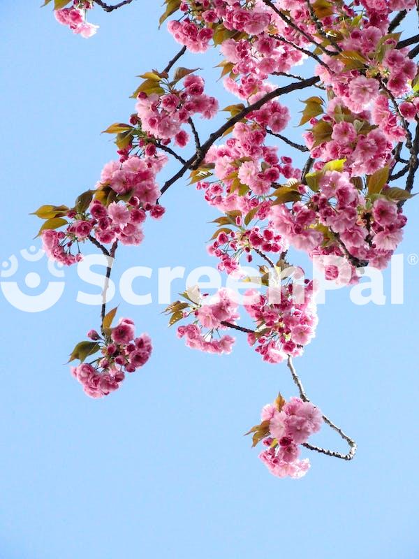 Low Angle View Of Pink Flowers Against Blue Sky