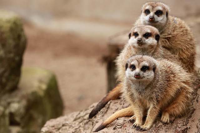 Meerkats Family Furry Mammal Zoo