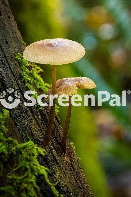 Mushrooms Fungi Moss Woods Forest
