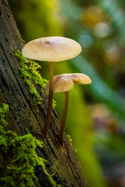 Mushrooms Fungi Moss Woods Forest