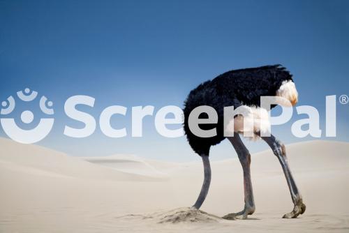 Ostrich Burying Head In The Sand Tsavo East National Park Kenya Africa