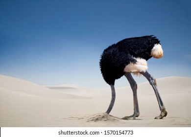 Ostrich Burying Head In The Sand Tsavo East National Park Kenya Africa