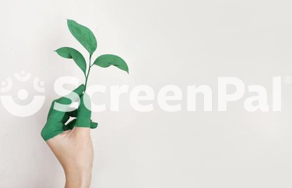 Person S Left Hand Holding Green Leaf Plant