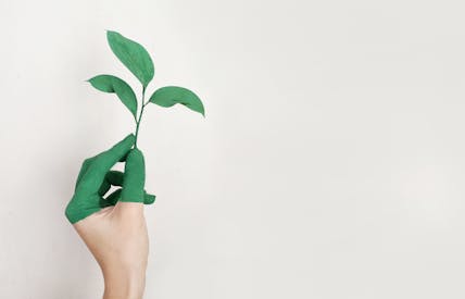 Person S Left Hand Holding Green Leaf Plant