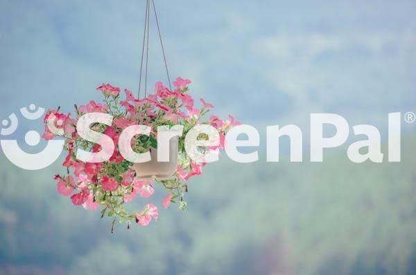 Pink Petaled Flower Plant Inside White Hanging Pot