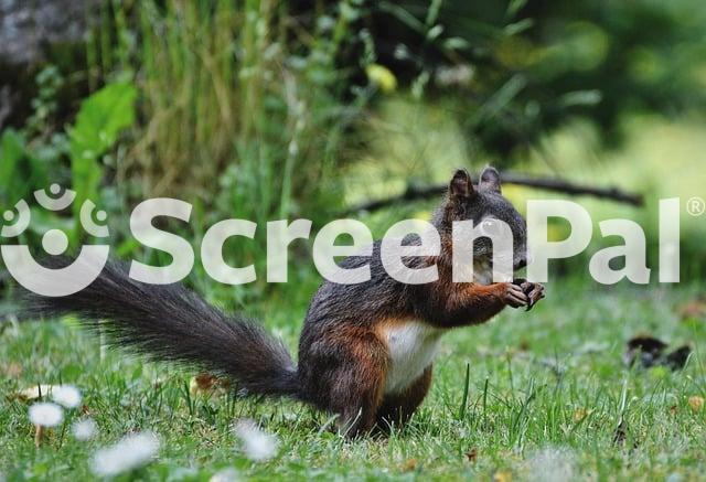 Squirrel Rodent Mammal Wildlife