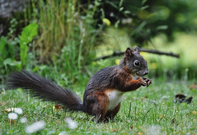 Squirrel Rodent Mammal Wildlife