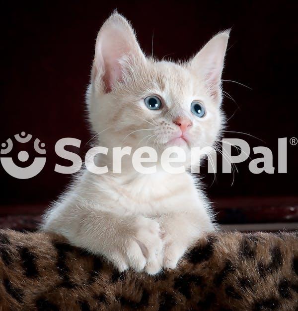 White And Grey Kitten On Brown And Black Leopard Print Textile