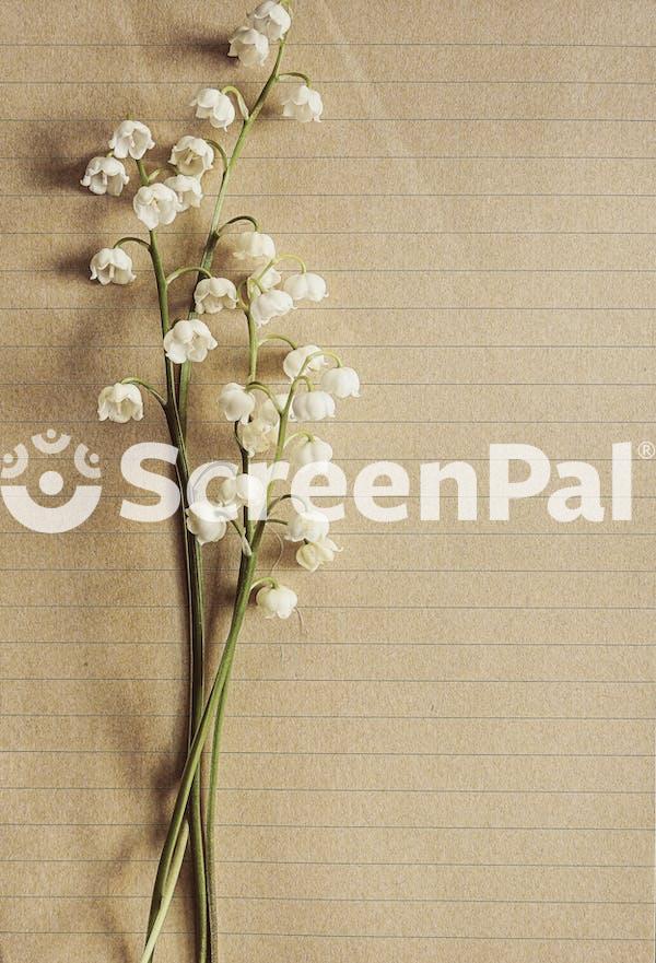 White Orchids