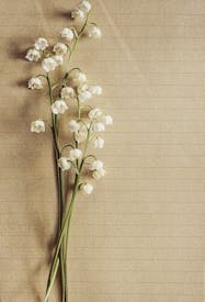 White Orchids