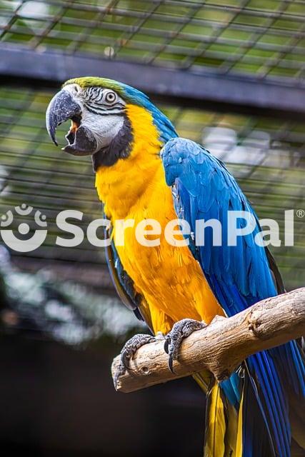 Zoo Parrot Bird Animal Nature
